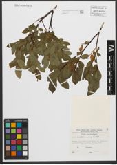 Foto von Salix waldsteiniana Willd.